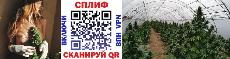 Бошки марихуана VHQ Ярославль